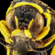 Illustration for article titled Macrophotographs of insects to melt your face